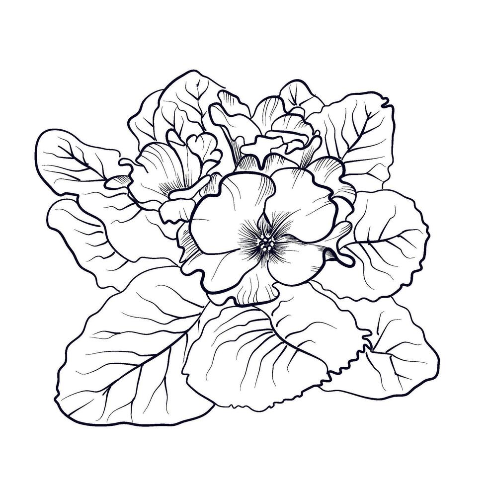 hand drawing of a bouquet of primrose flowers vector