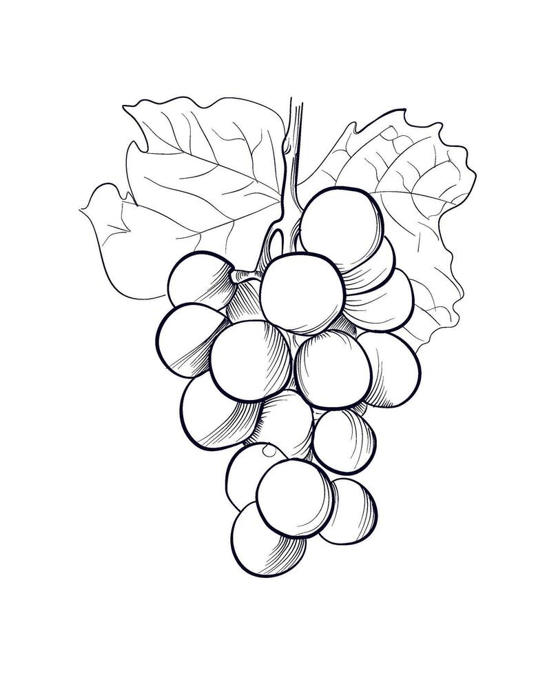 hand drawing of a grape brush with leaves vector