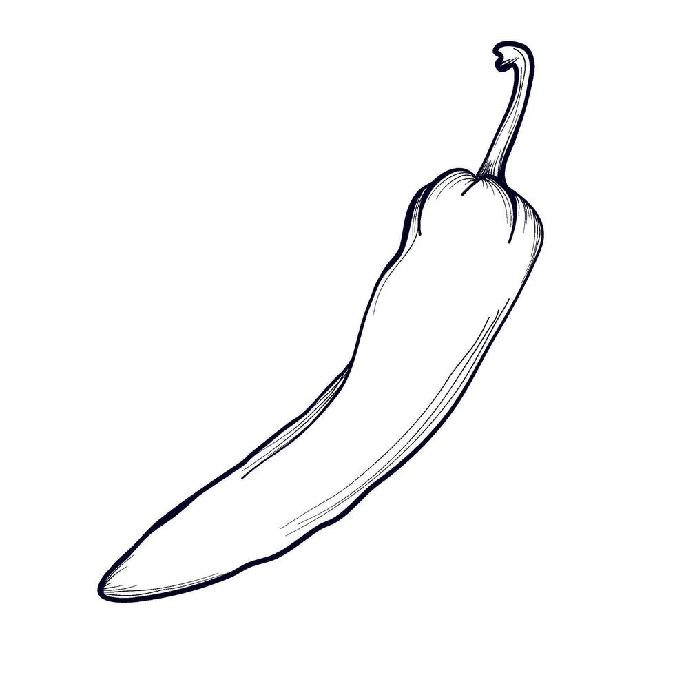 hand-drawn chili pepper vector illustration