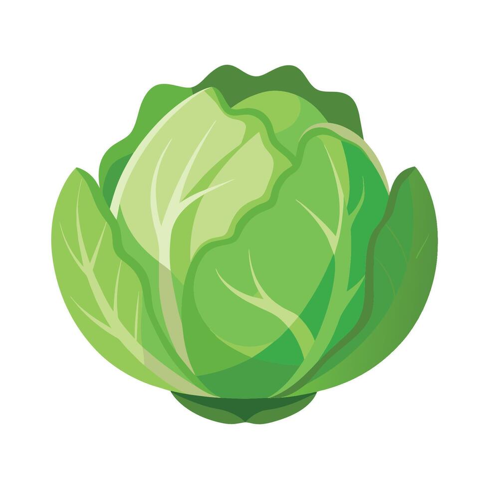 Cabbage flat vector illustration on white background