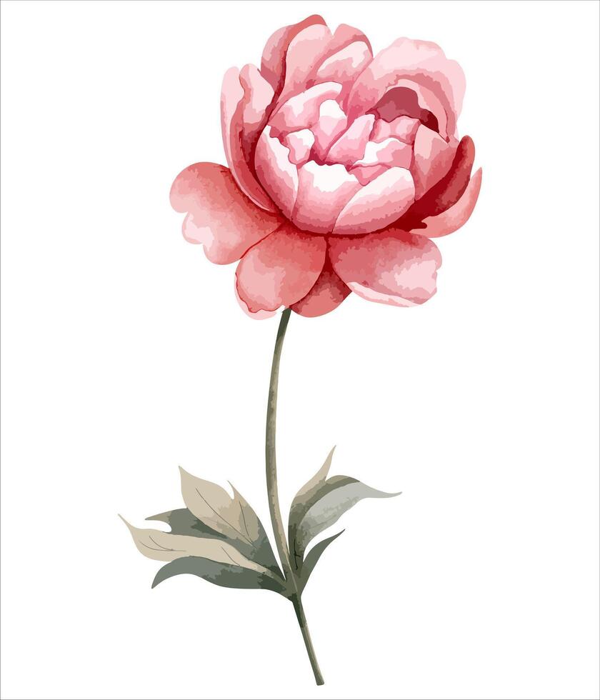Watercolor peony flower. Botanical isolated illustration. Hand painted floral element vector