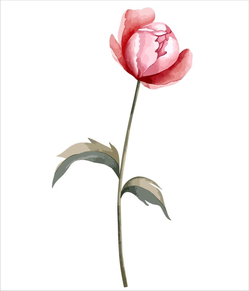 Watercolor peony flower. Botanical isolated illustration. Hand painted floral element vector