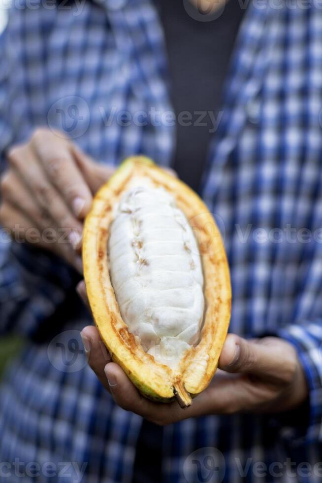 Woman Farmer Holding Fresh Cocoa Fruit photo