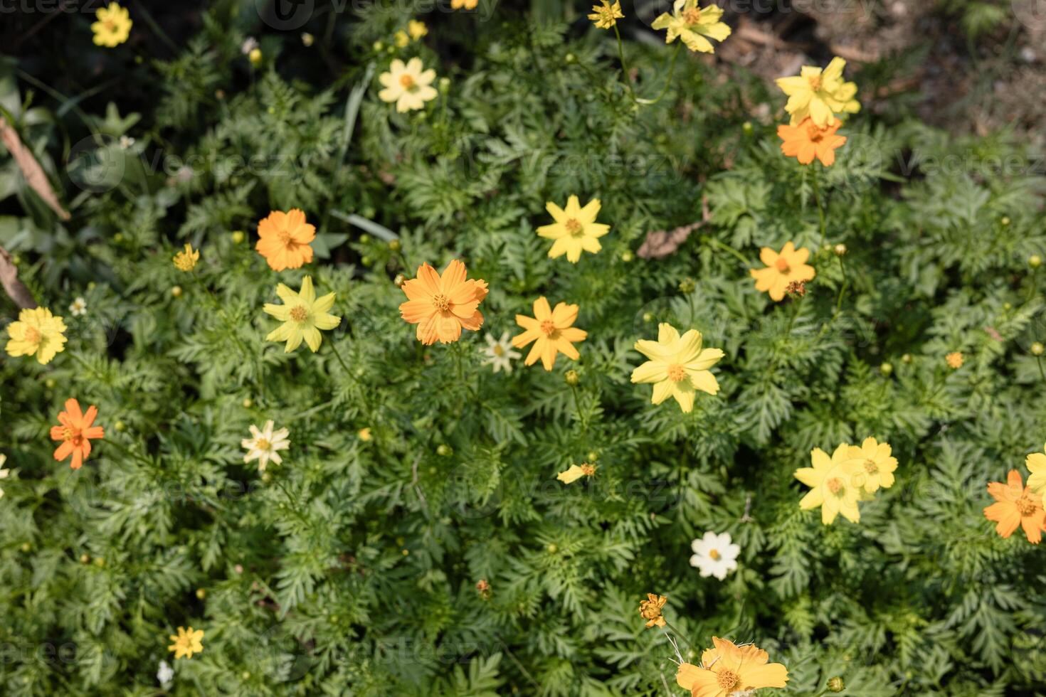 Yellow Cosmos Flower photo