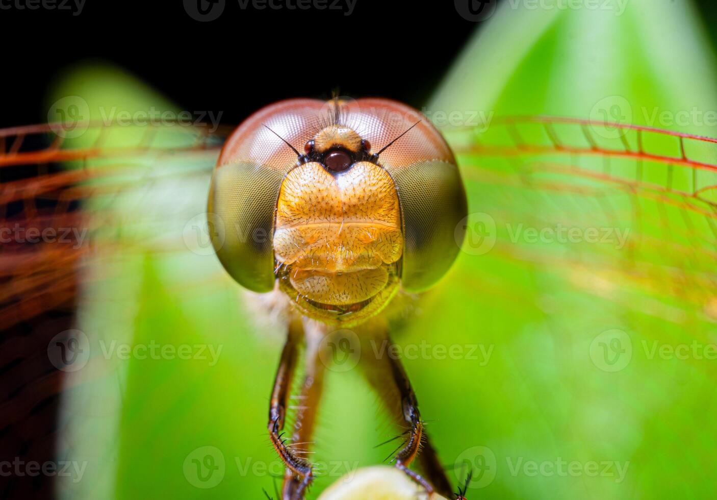 Close-up or macro photo of a dragonfly. Insect photo. Insect life in nature perched on a leaf. Dragonfly species. grid patterned eyes