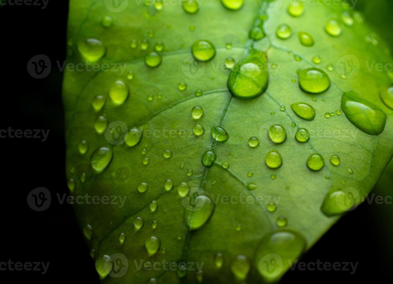 raindrops on fresh green leaves on a black background. Macro shot of water droplets on leaves. Waterdrop on green leaf after a rain. photo