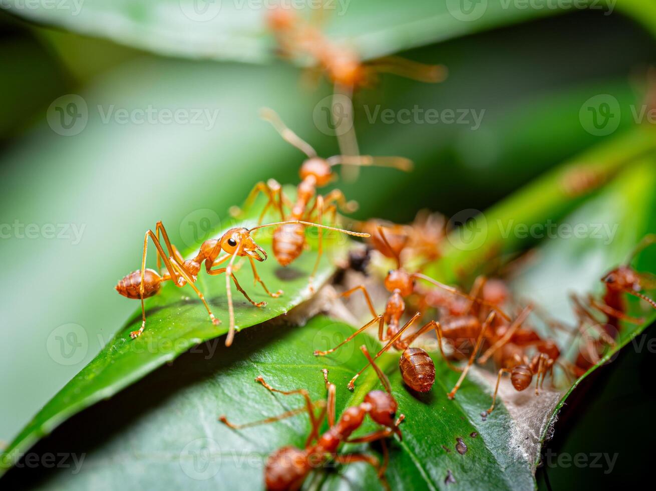 Red ants or Oecophylla smaragdina of the family Formicidae found their nests in nature by wrapping them in leaves. red ant face macro animal or insect life photo