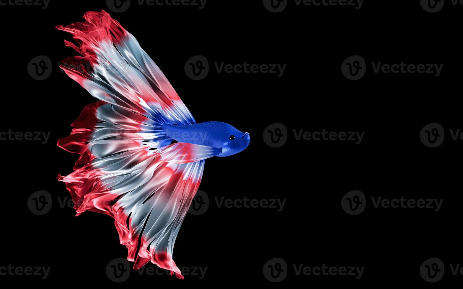 Fighting fish, long, flowing tail. The fish tail is colored like the Thai flag. Thai fighting fish, alternating white, red tail. Isolated on Black background or wallpaper. 3D Rendering photo