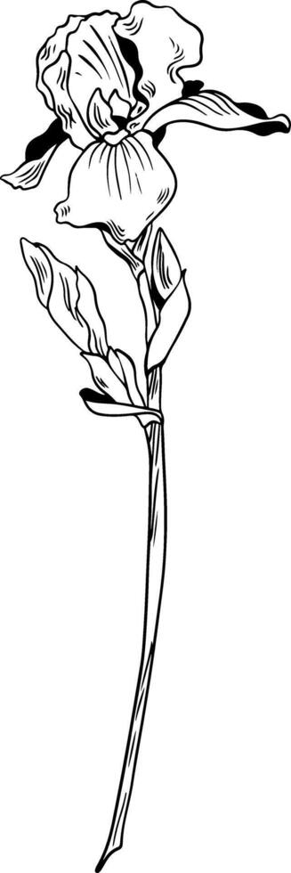 Black and white outline vector drawing of iris flower isolated