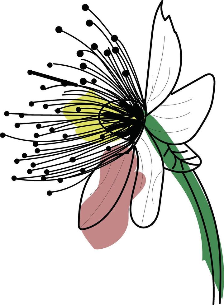 Flower Boho Line Art , Vector Stock Photo