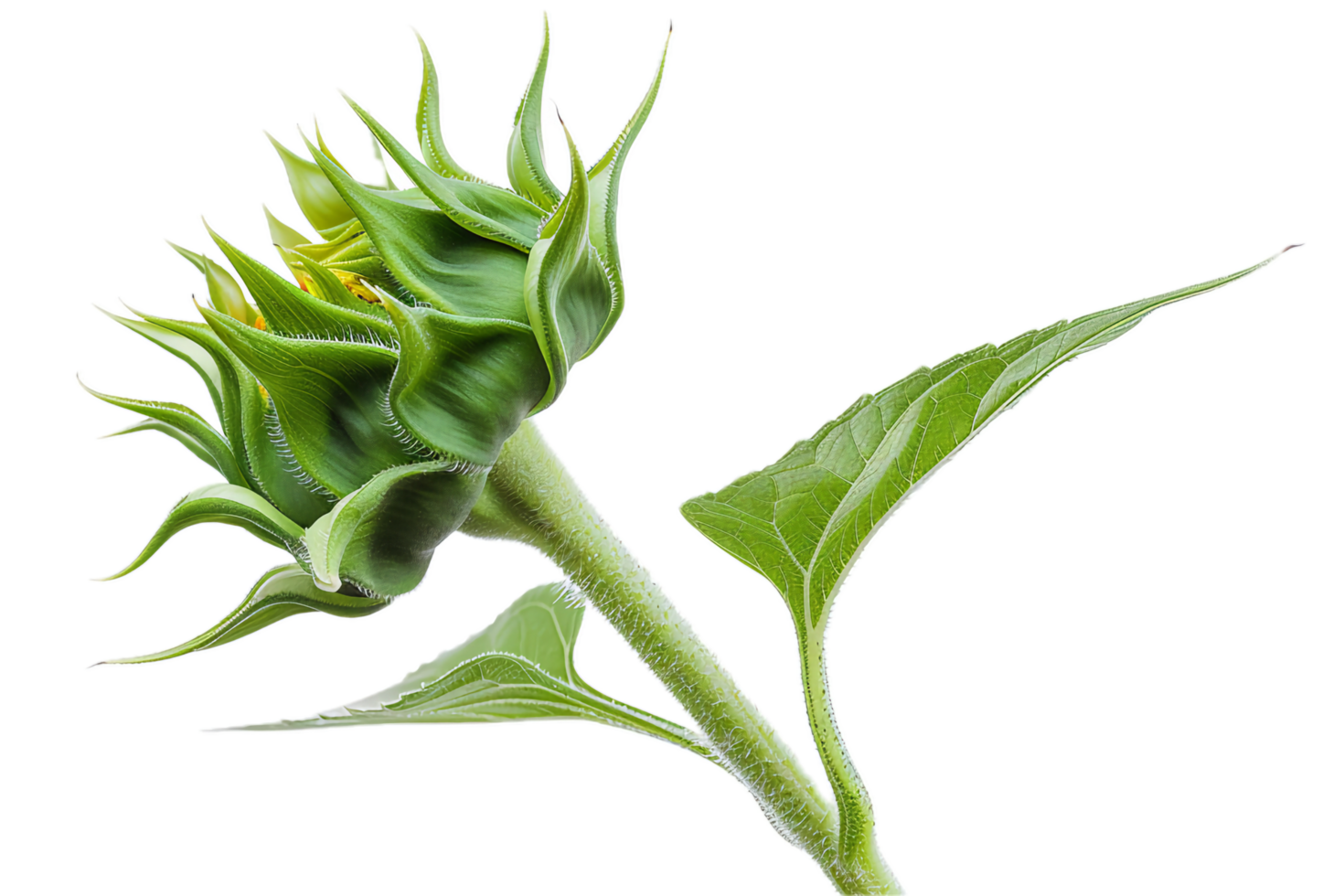 AI generated Unopened Sunflower Bud Against png