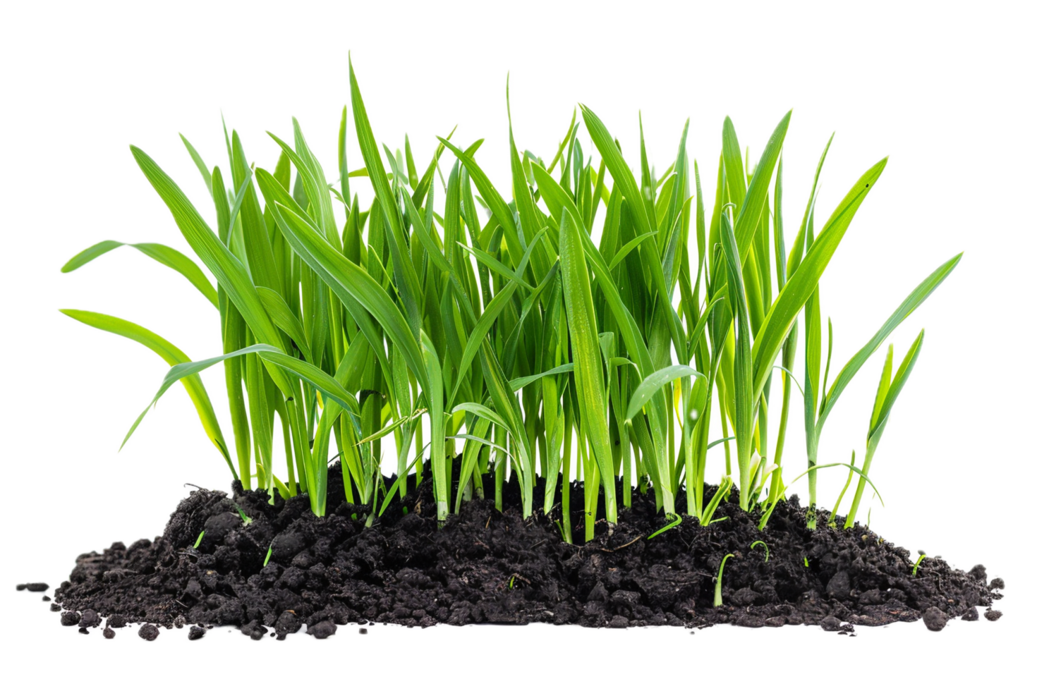 AI generated Lush Green Grass with Soil png