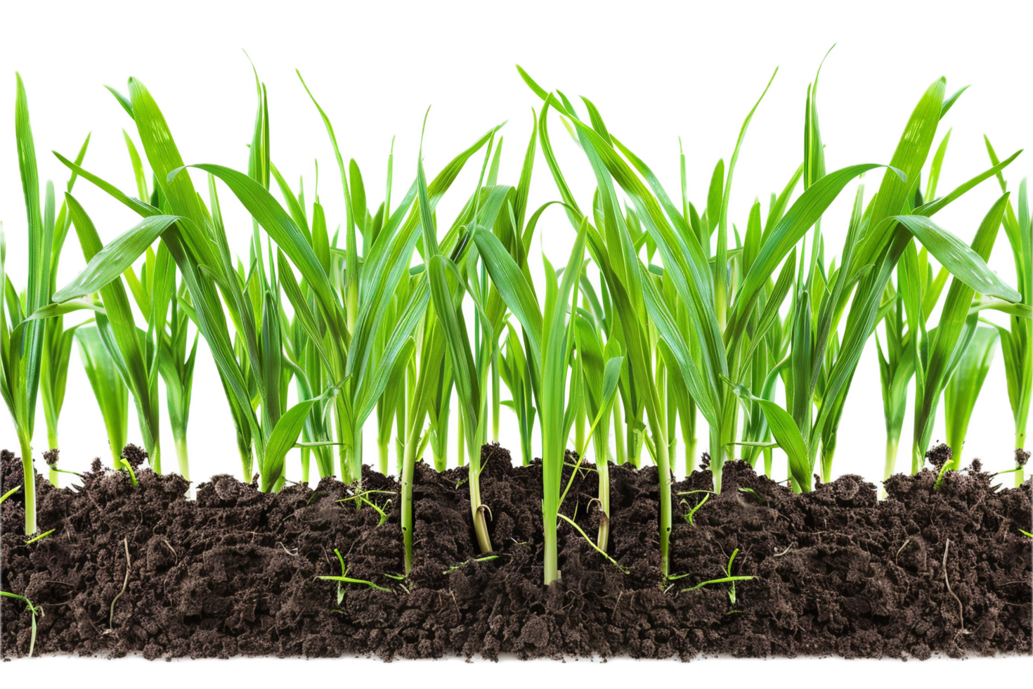 AI generated Lush Green Grass with Soil png