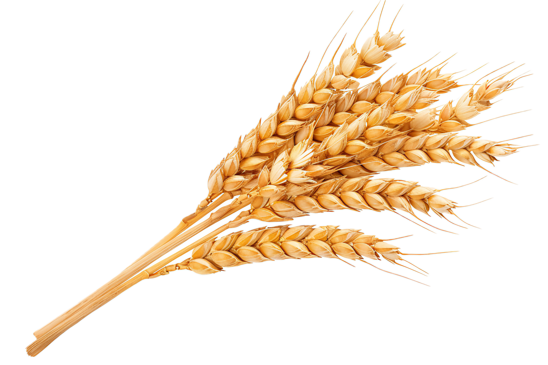 AI generated Golden Wheat Sheaf png 41150136 PNG