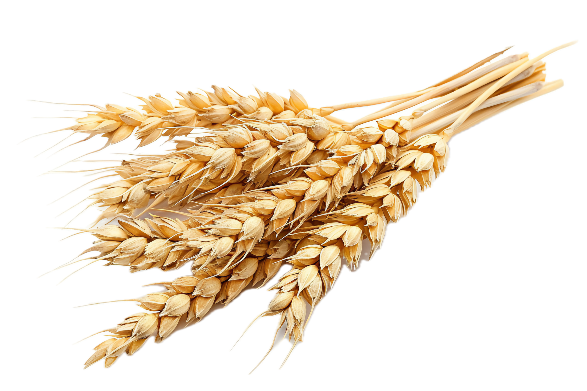 AI generated Golden Wheat Sheaf png 41150155 PNG