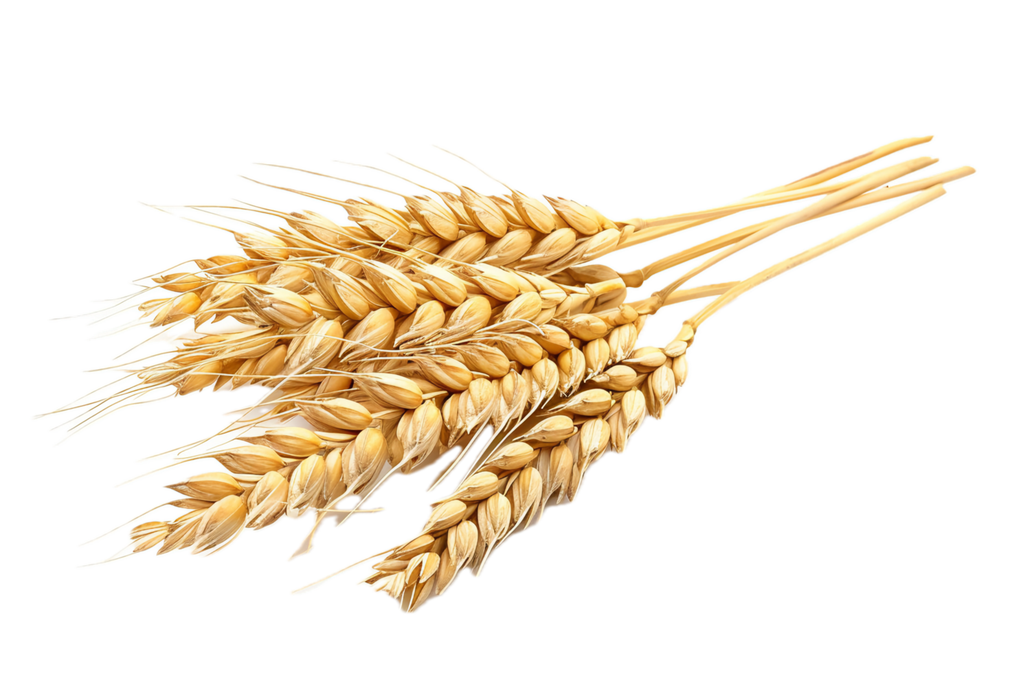 AI generated Golden Wheat Sheaf png