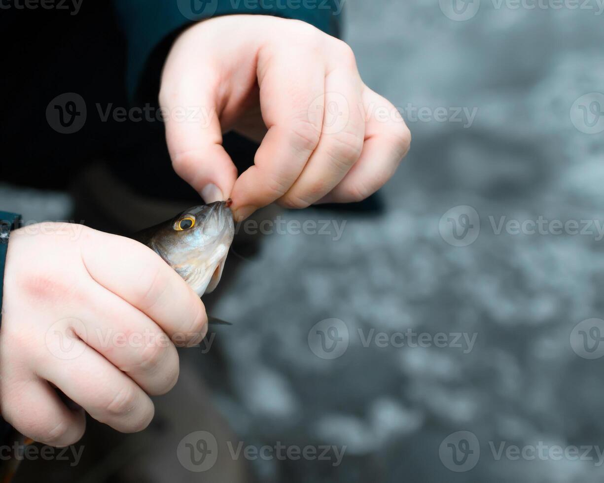 Caught fish close-up. Fisherman holding a fish and pulls out hook. Winter fishing on the lake. photo