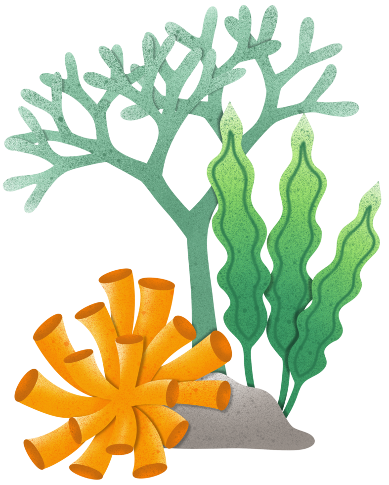 Coral and seaweeds in summer png