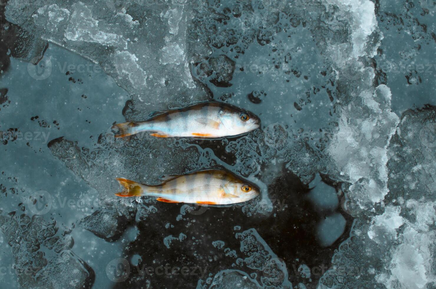 Two fish lying on ice, top view. Winter fishing catch photo