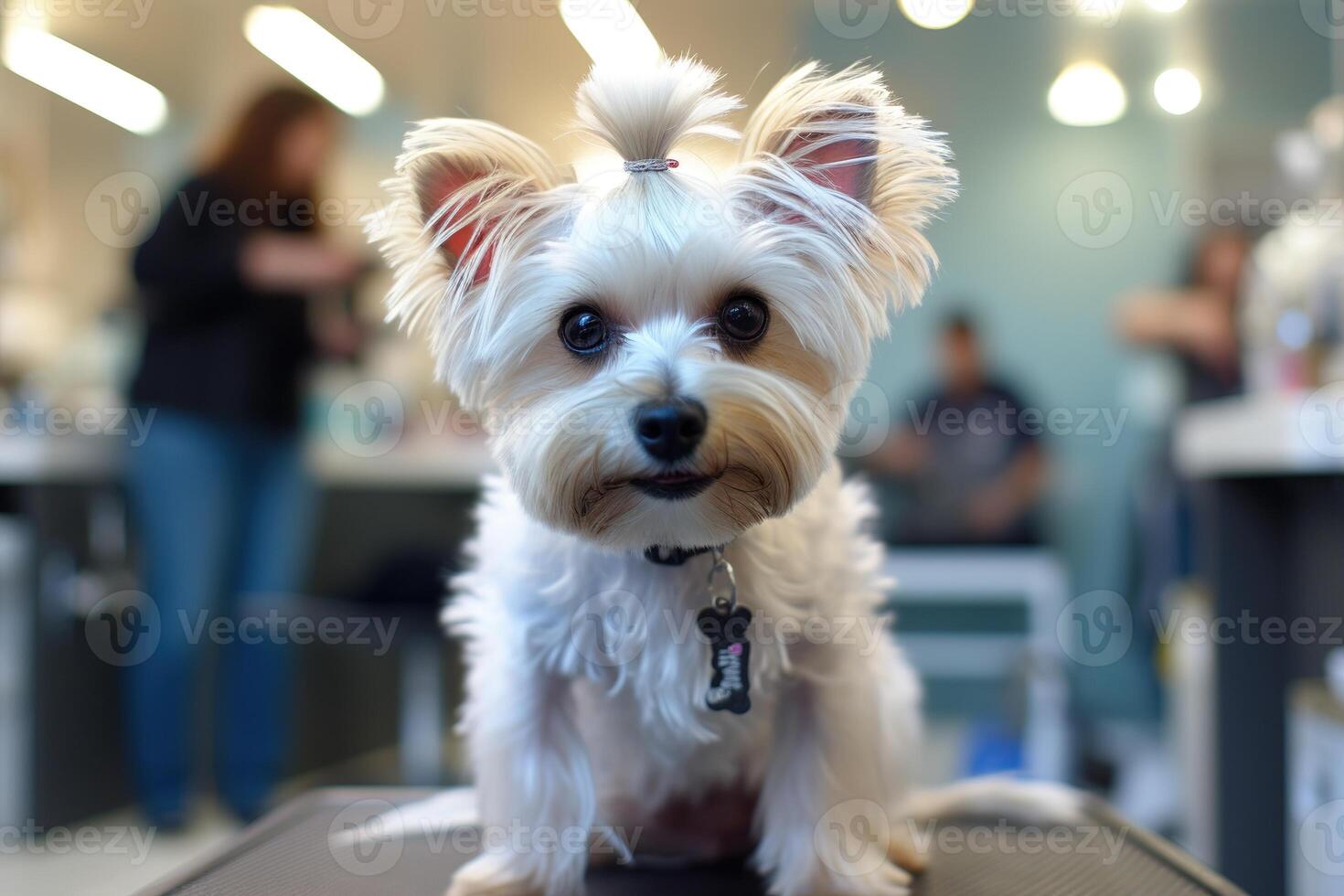 AI generated White fluffy poodle in pet beauty salon looking at camera grooming puppy photo