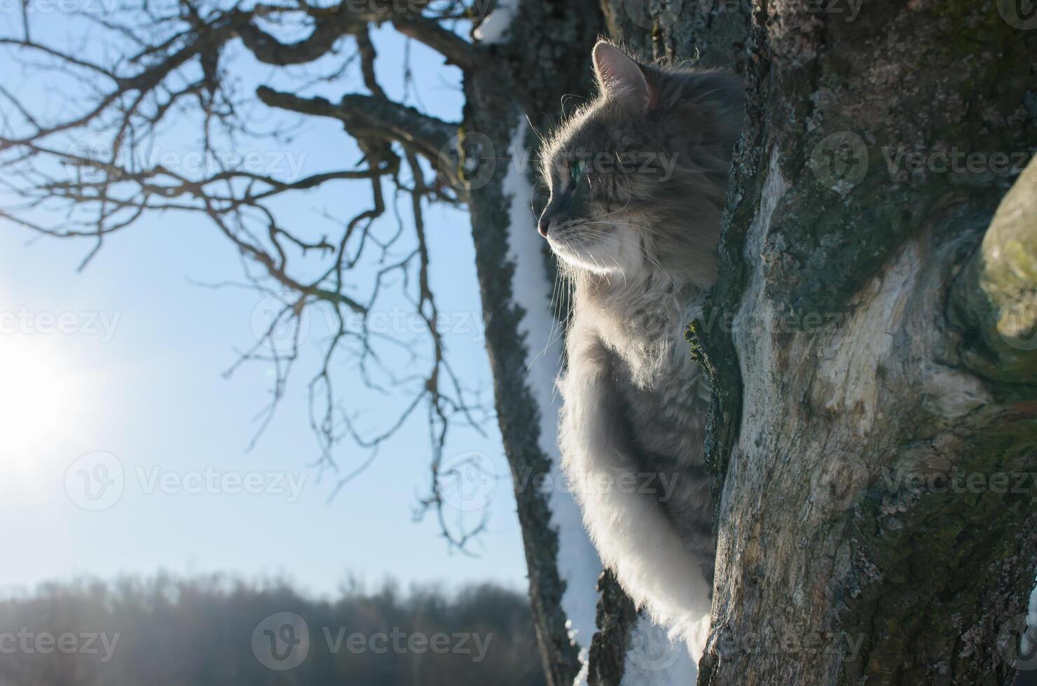 Close-up portrait of cat sitting on tree and looking to the side. photo