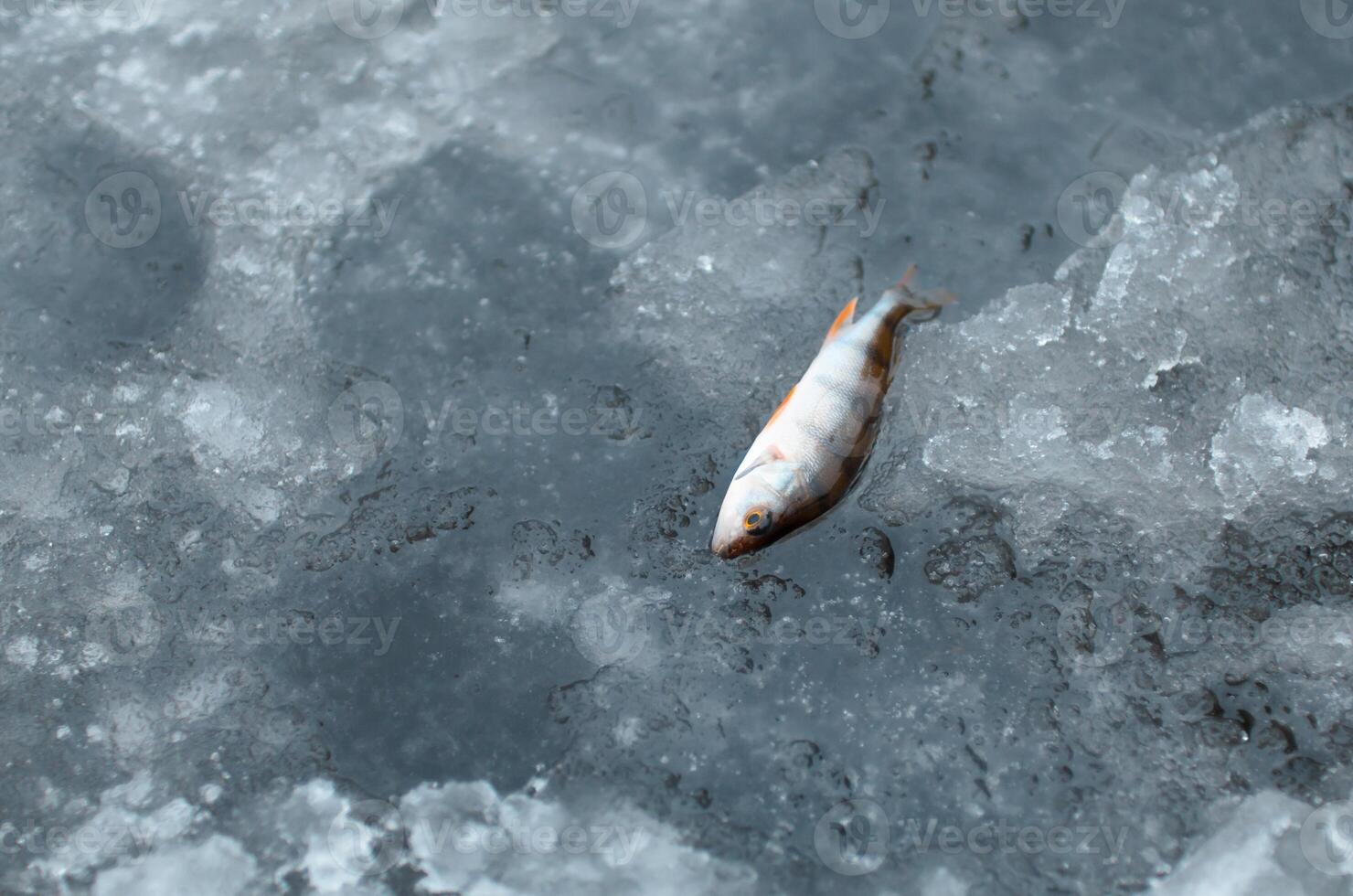 pequeño Fresco pescado acostado en hielo, parte superior vista. invierno pescar atrapar, Copiar espacio foto