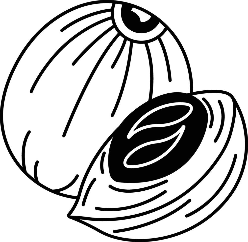 Nutmeg glyph and line vector illustration