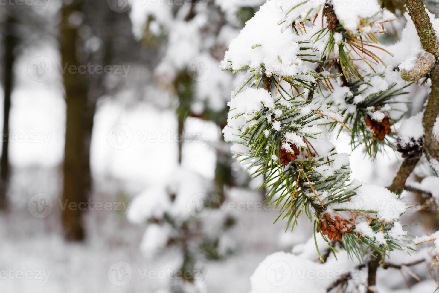 Pine branch covered with snow, close-up. Winter forest background, copy space. photo