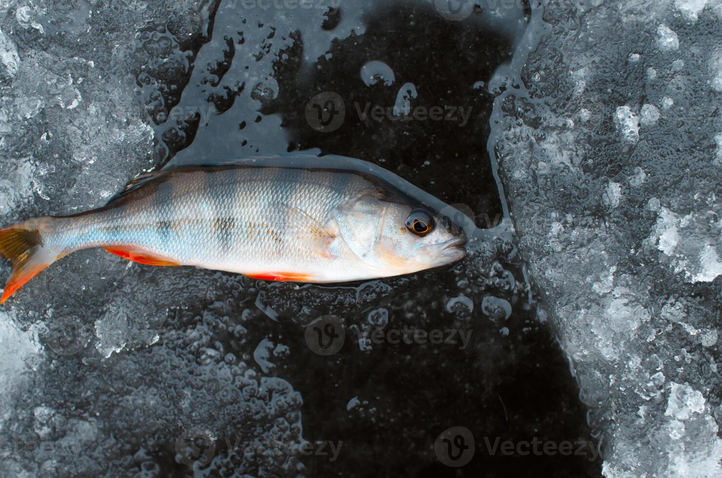 Winter fishing. Fresh caught fish lying on ice, top view photo