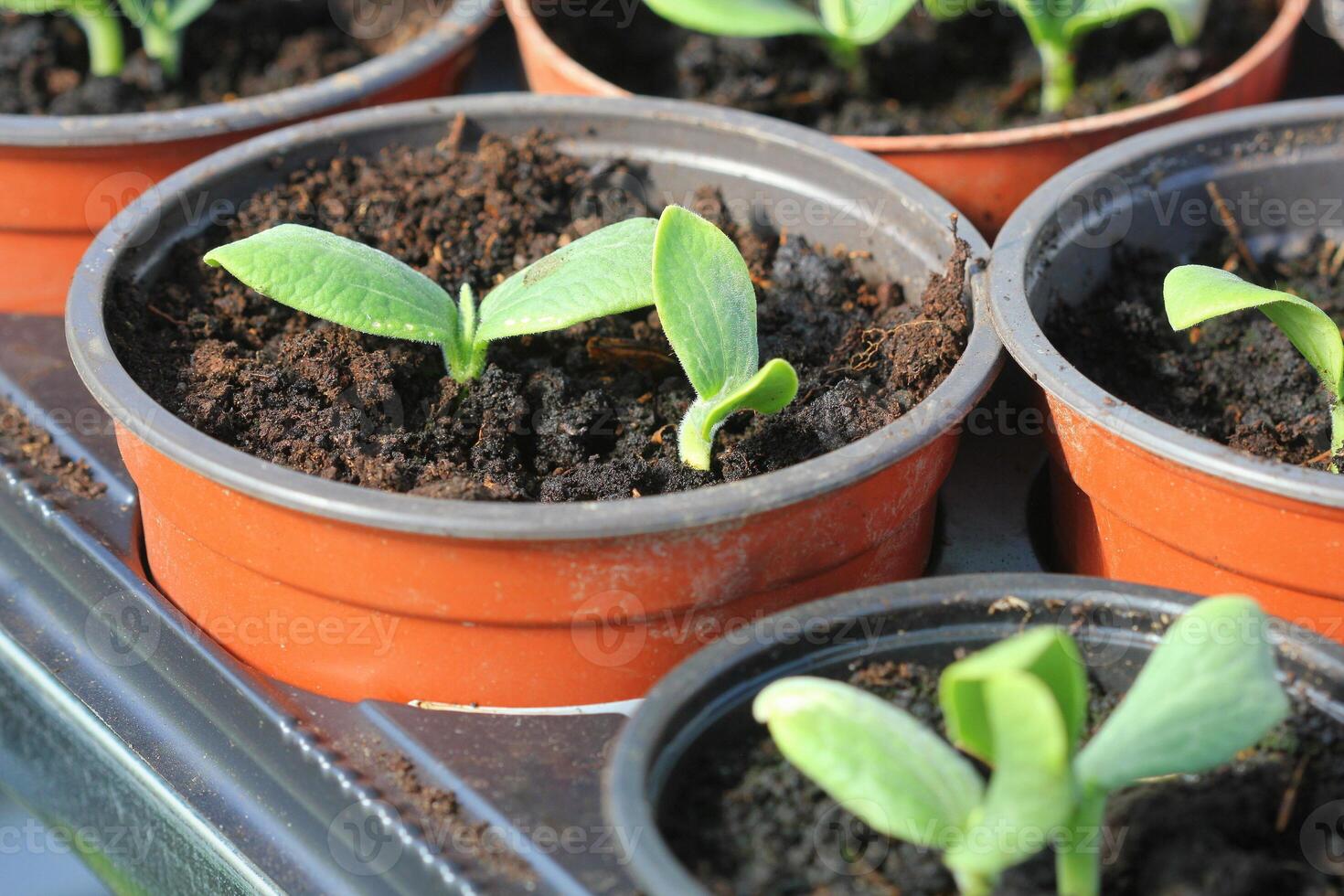 Growing young and green pumpkin seedlings in pots, Gardening background photo