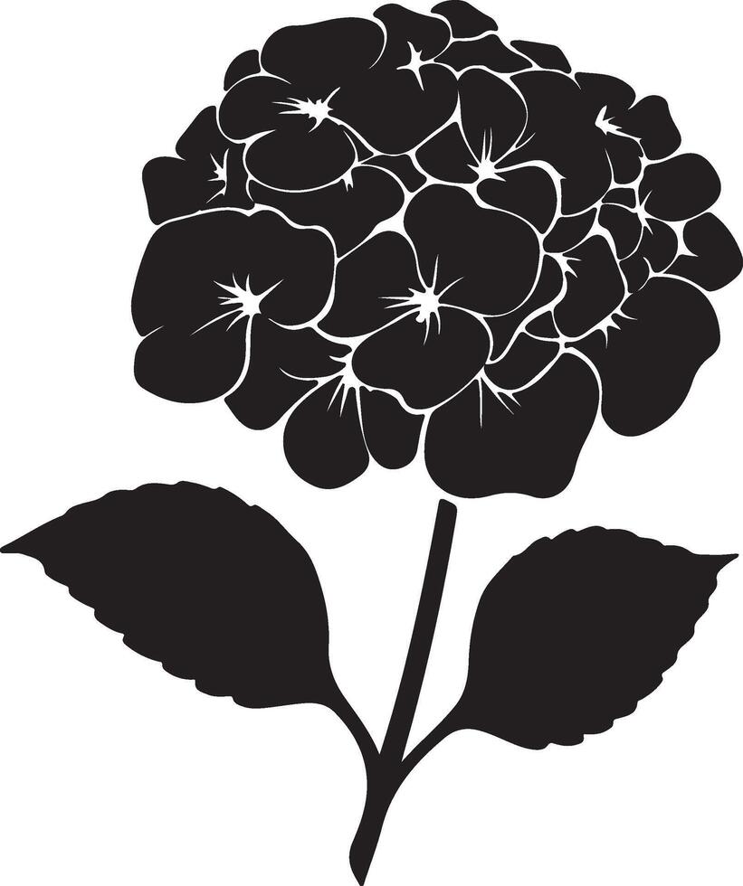Hydrangea Flower Silhouette Vector Illustration White Background