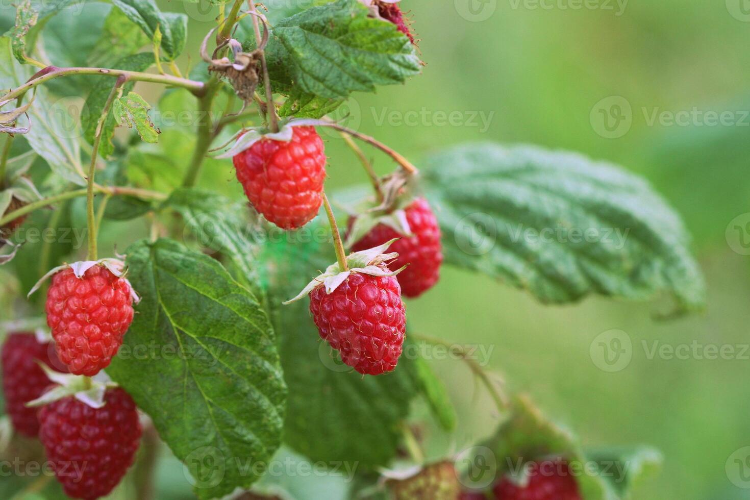 Branch of ripe raspberries in garden. Red sweet berries growing on raspberry bush in fruit garden. photo