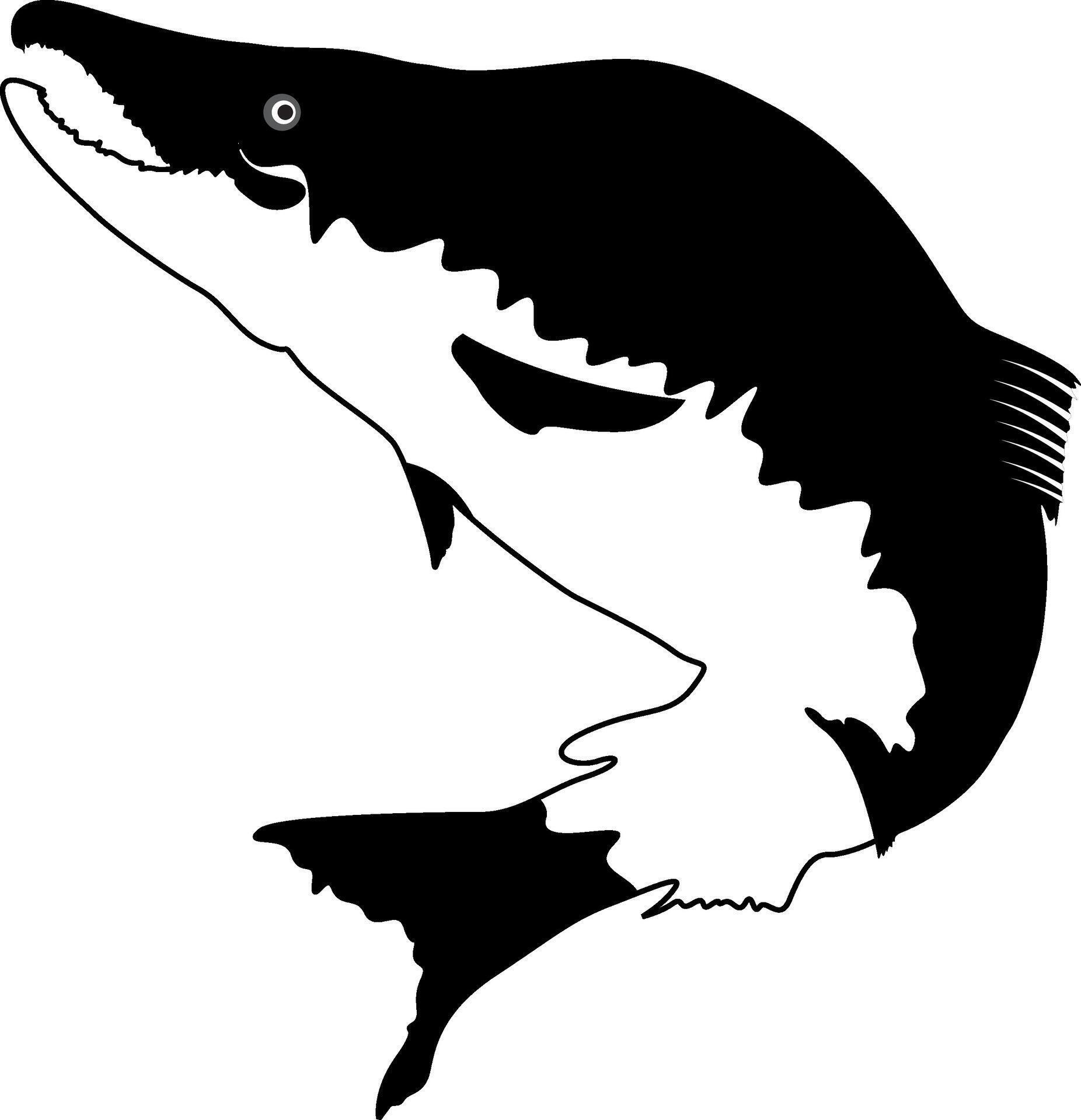 Simple Fish vector art 41163985 Vector Art at Vecteezy