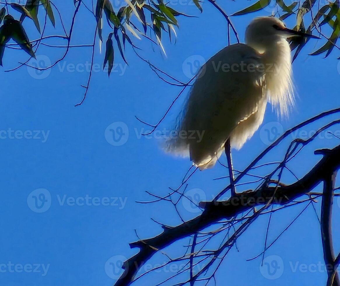 White heron common egret with perched on a tree. photo