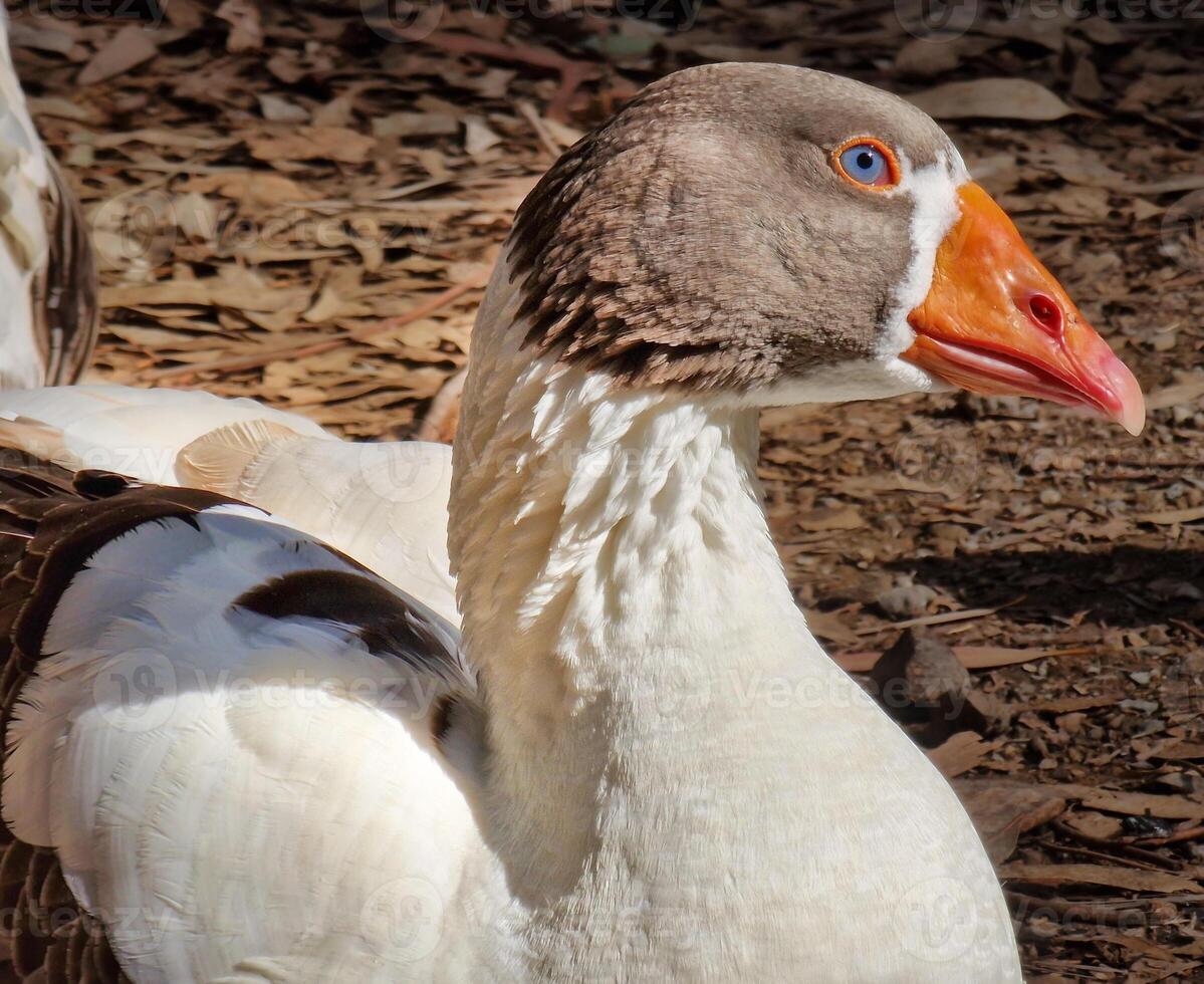 ganso pájaro cerca arriba foto