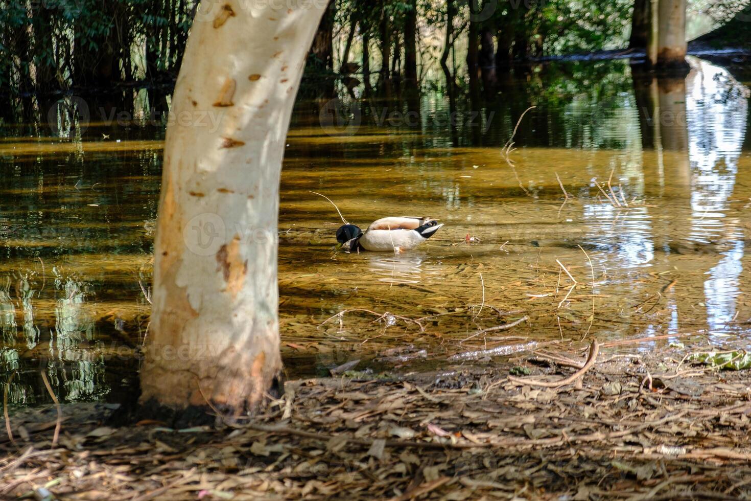 A duck swims at Athalassa Pond in Cyprus against beautiful reflections of tree barks in the background. photo