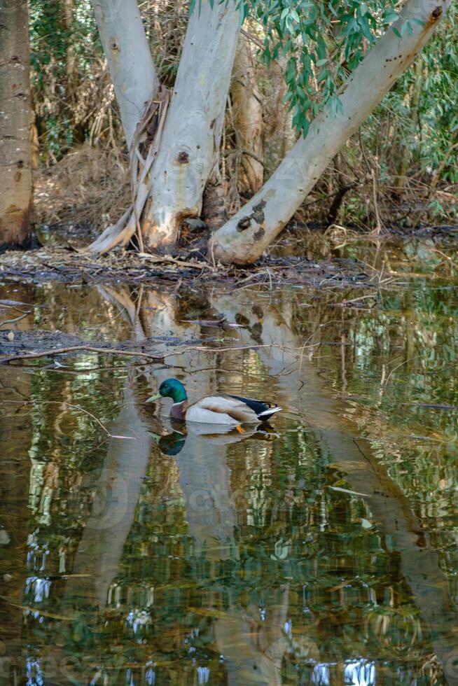A duck swims at Athalassa Pond in Cyprus against beautiful reflections of tree barks in the background. photo