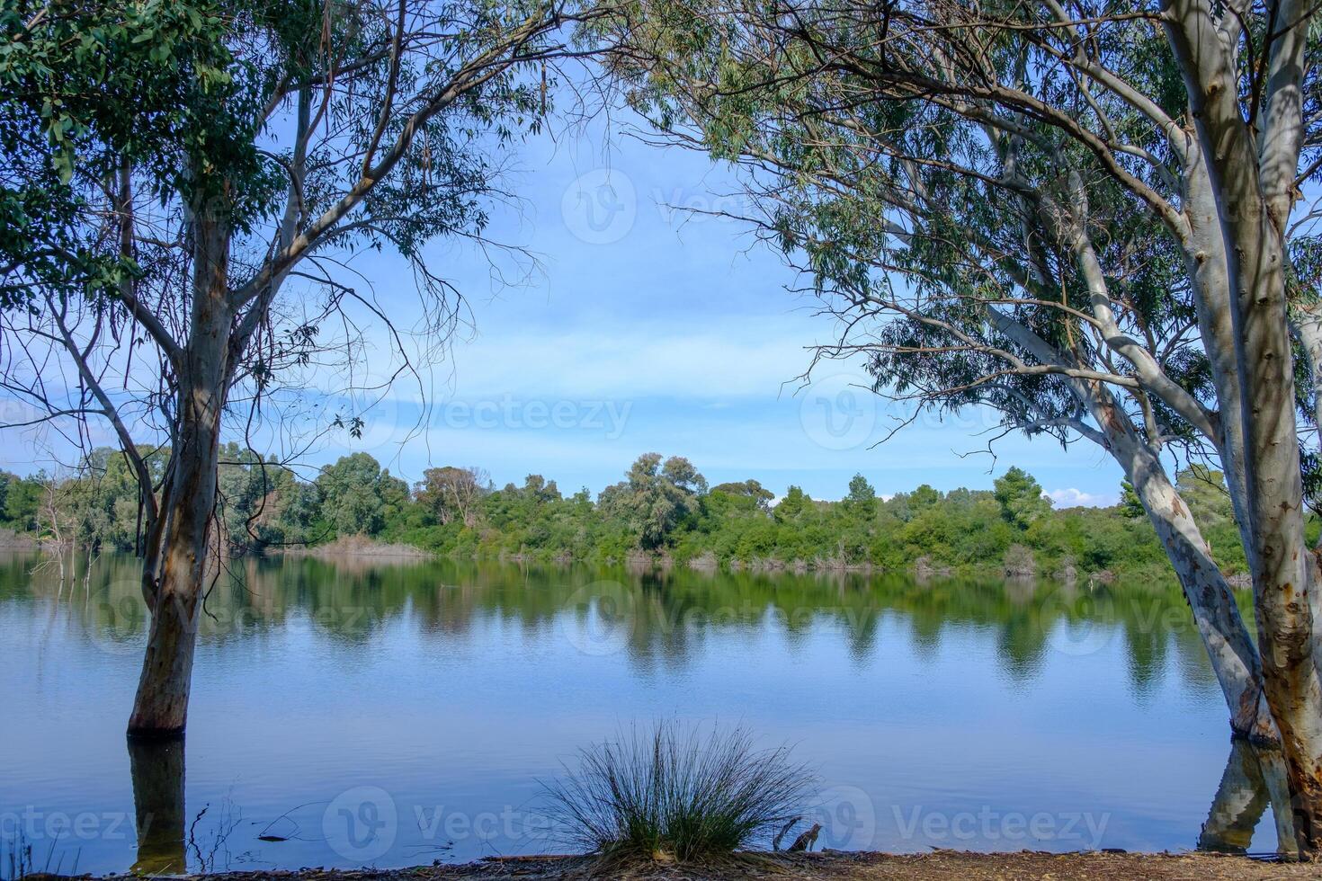 hermoso lago y árboles circundantes en el parque nacional athalassa, chipre. foto