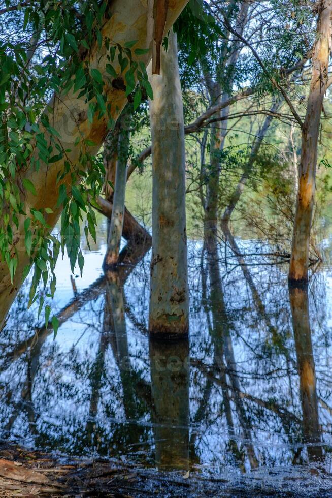 Beautiful reflections of tree branches and barks in the lake at Athalassa photo