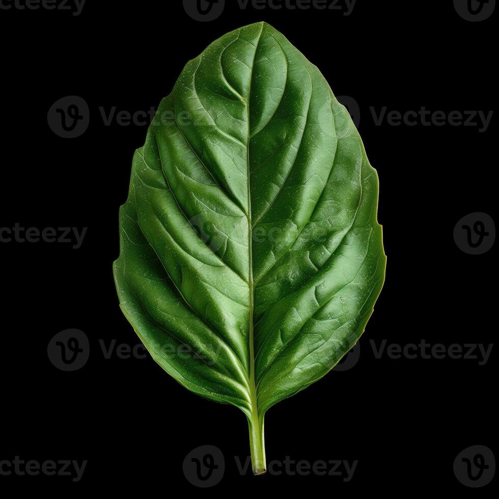 AI generated Fresh green basil leaf isolated on black background with clipping path. Closeup. photo