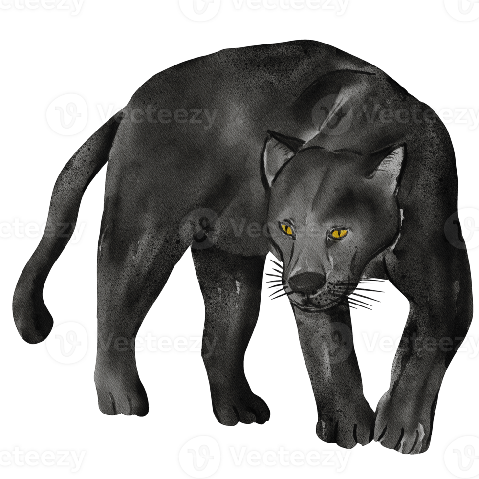 waterverf zwart panter illustratie png