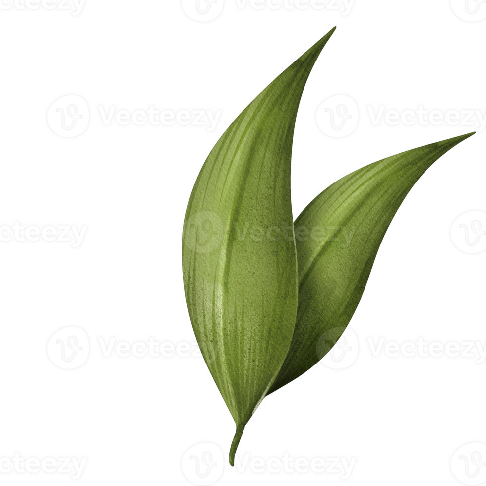 watercolor sugar cane leaf png