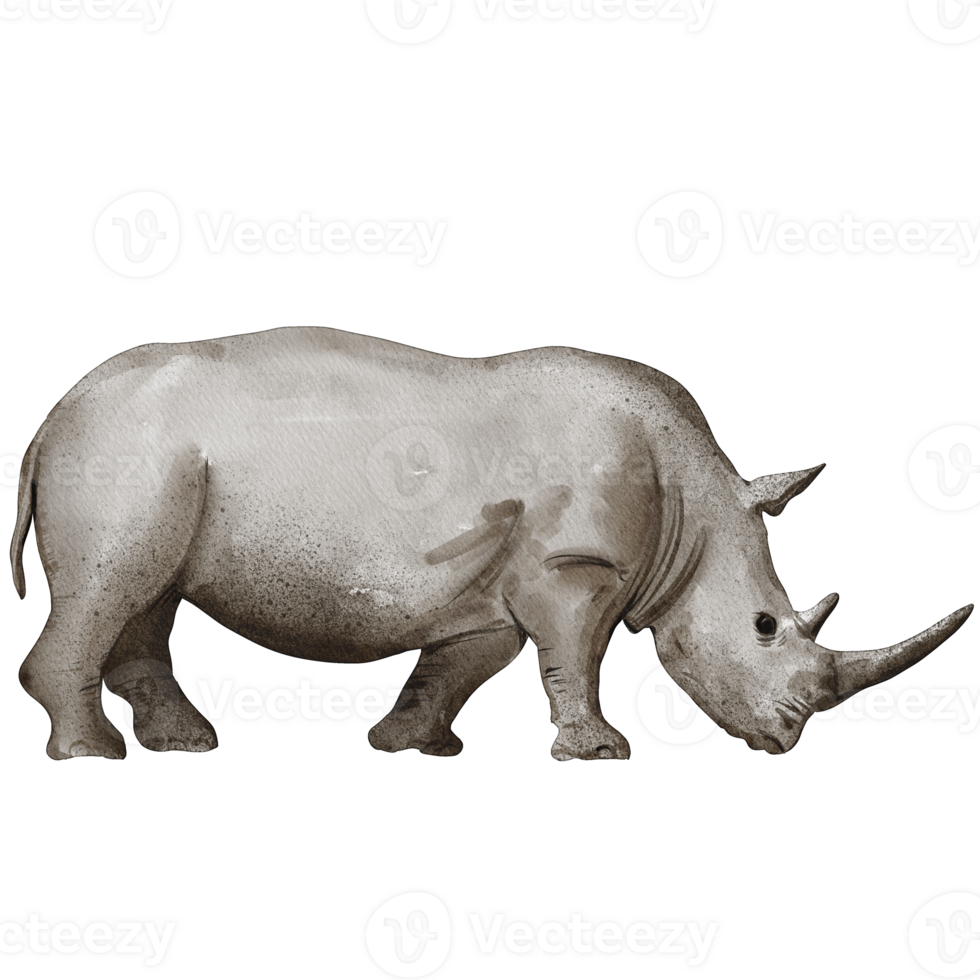 vattenfärg noshörning målning klämma konst, djur- vilda djur och växter illustration png