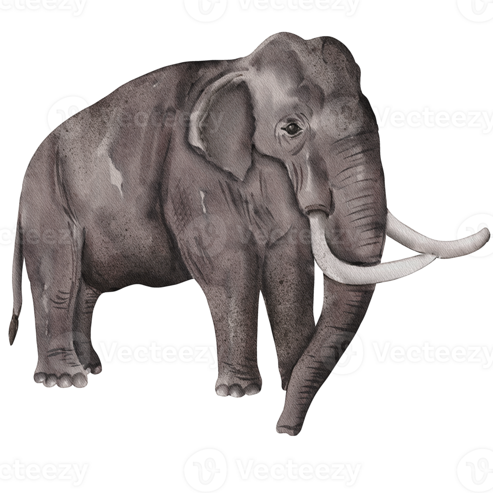 vattenfärg elefant illustration png