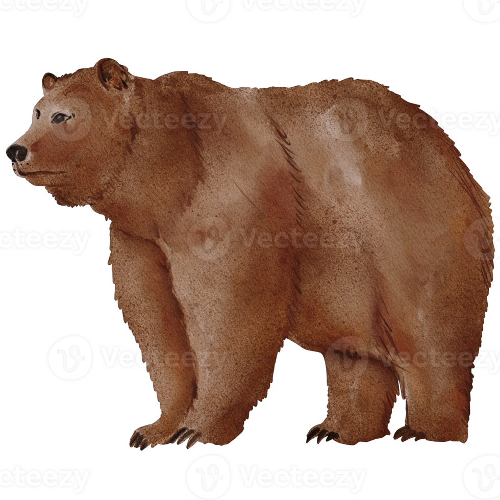 watercolor bear painting clip art, animal wildlife illustration png