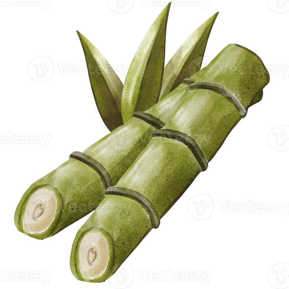 watercolor sugar cane png