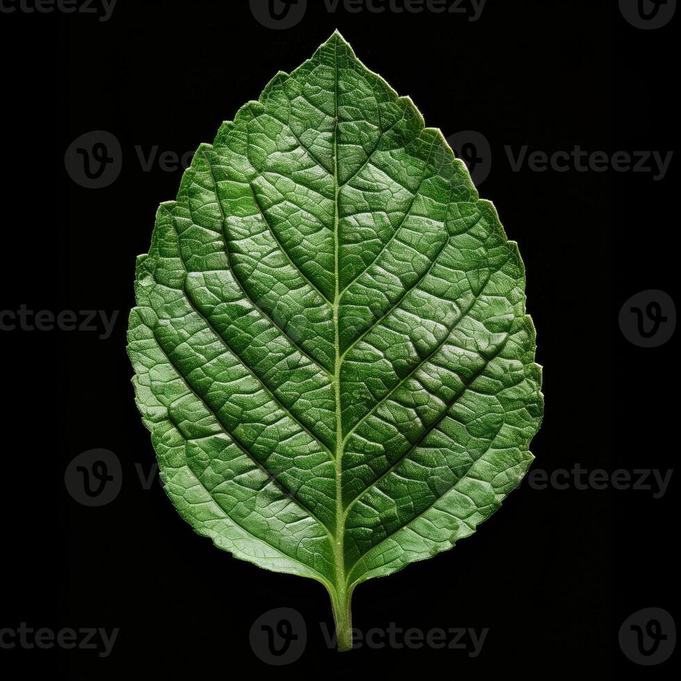 AI generated Hibiscus leaf isolated on black background, clipping path included photo