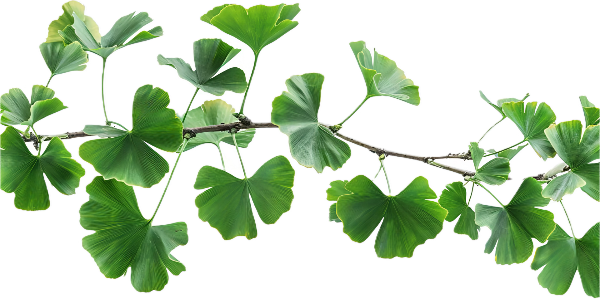 AI generated Ginkgo Biloba Branch with Distinctive Leaves png