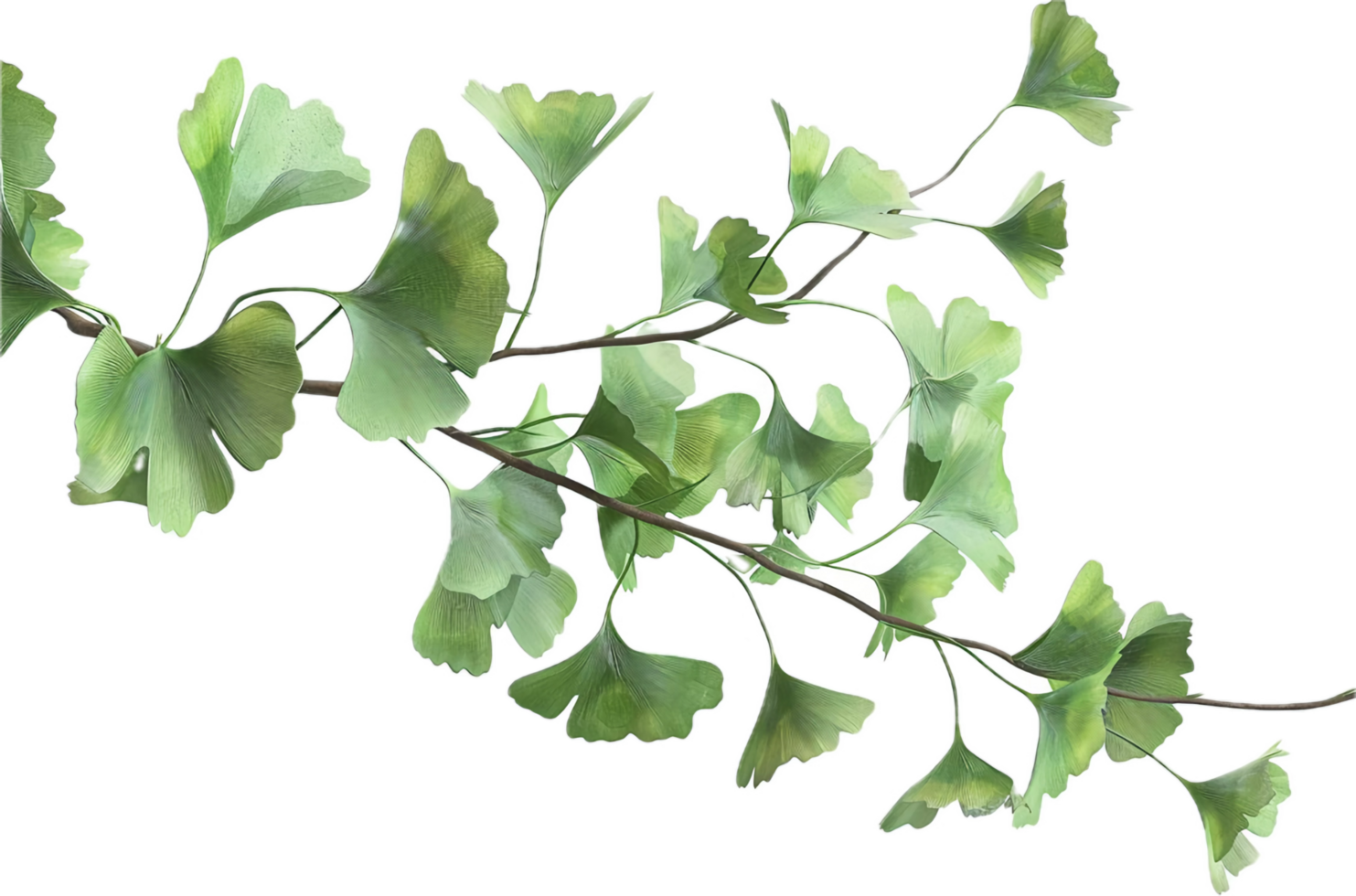 AI generated Ginkgo Biloba Branch with Distinctive Leaves png