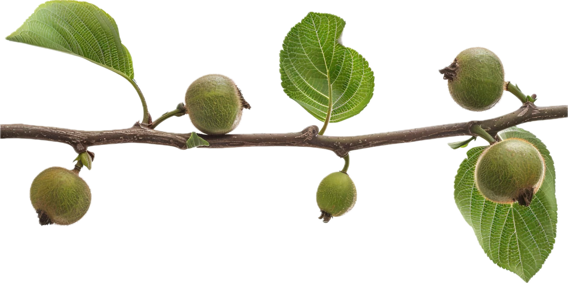 ai gegenereerd jong groen walnoten Aan boom Afdeling PNG